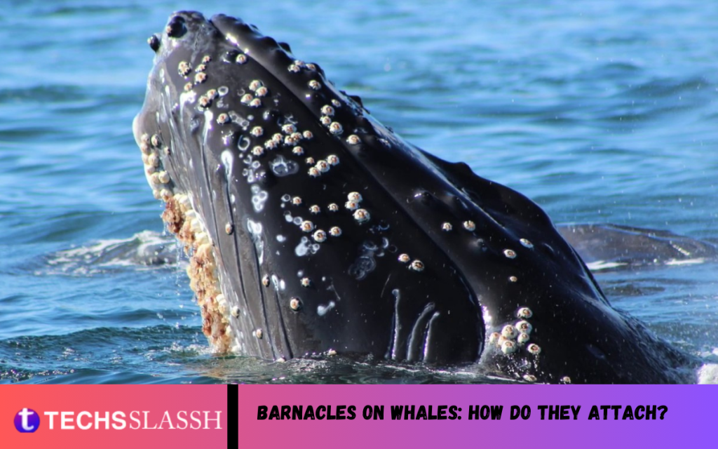Barnacles on whales