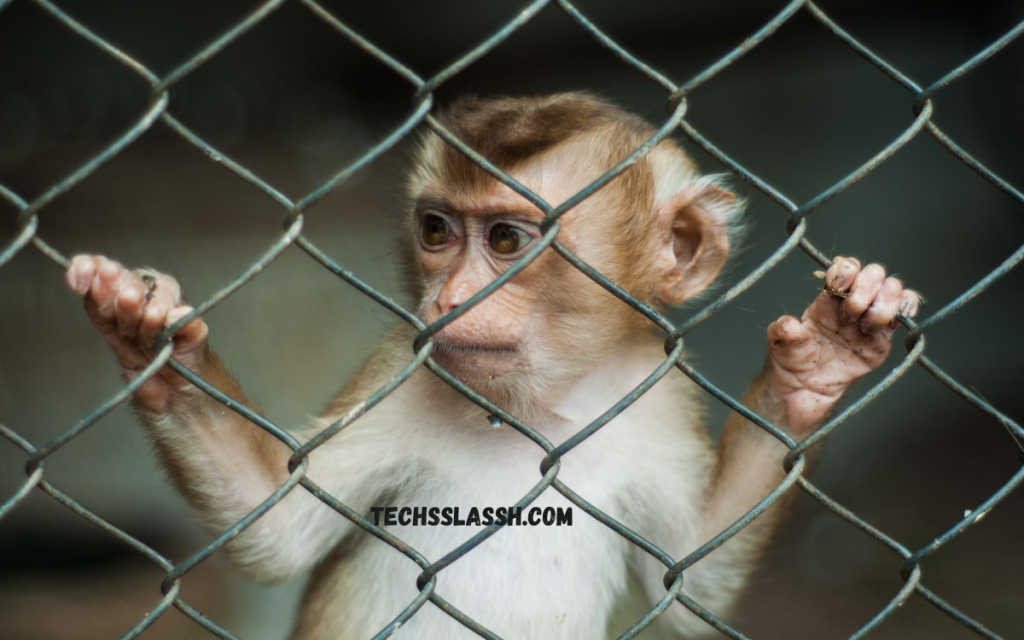 How long do monkeys live