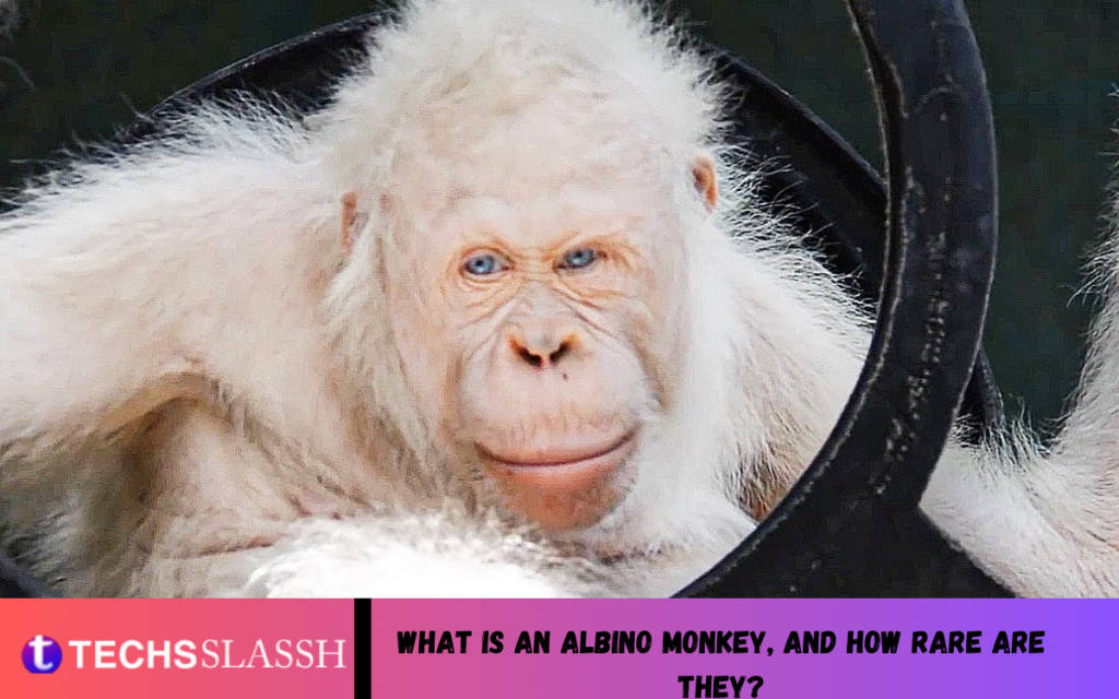 What Is An Albino Monkey, And How Rare Are They