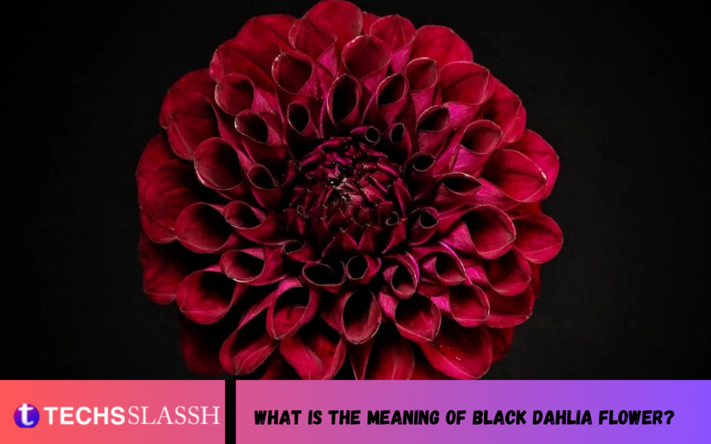 What is the meaning of black dahlia flower?